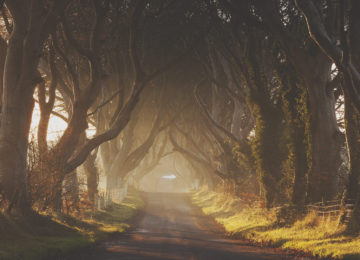 Medium thumbs full width